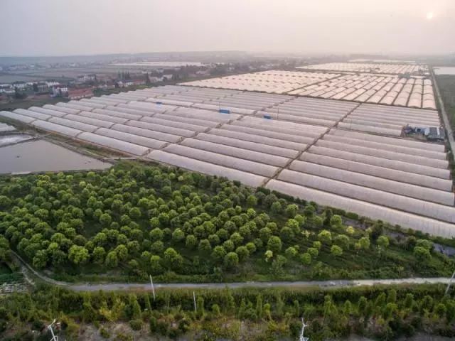 天然氧吧,如东县栟茶镇江安村