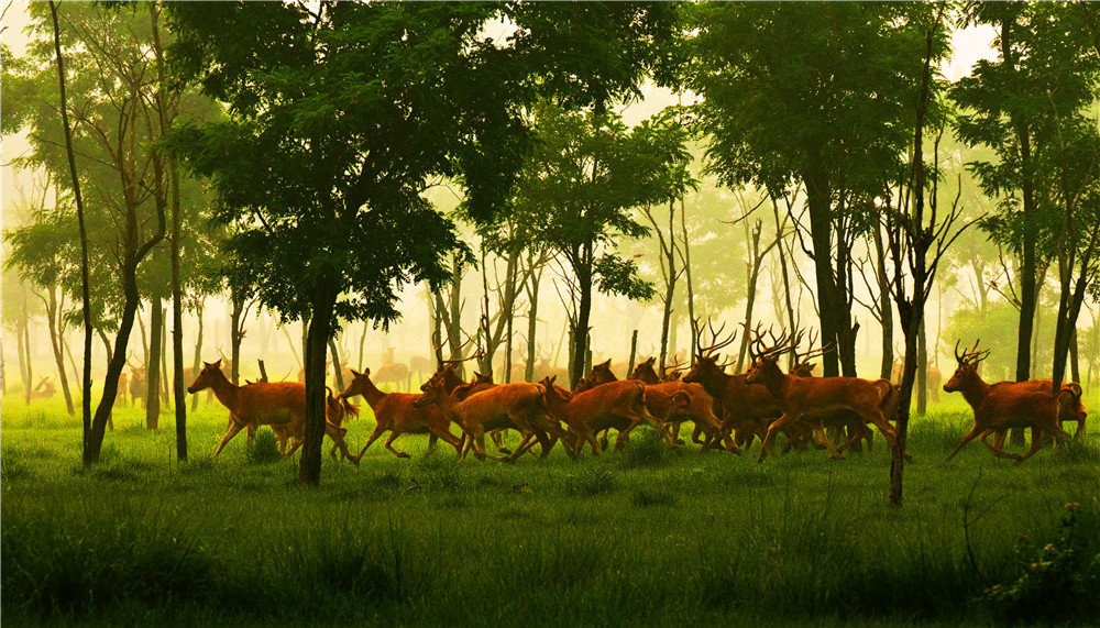 迷雾中的鹿群.jpg